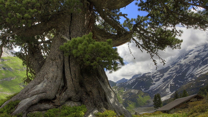 Drzewo do wykorzystania jako tło (1920×1080). Arboles Viejos, Arbol Gigante, Arbol Viejo, Ancient Tree Tapeta HD
