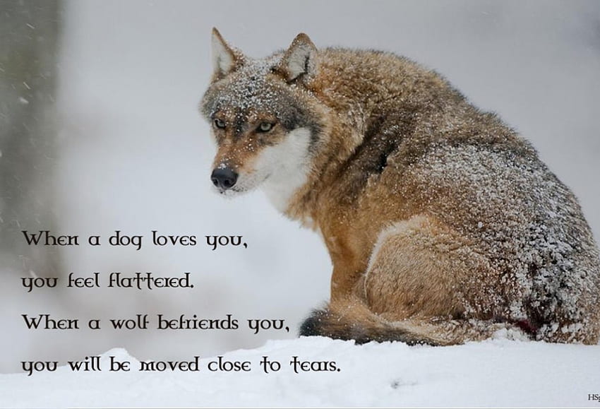 wolf wisdom, winter, dog, canis lupus, lone wolf, wolf, howling, snow, the pack, wisdom beautiful, mythical, white, timber, wolves, grey, lobo, grey wolf, nature, canine, friendship, arctic, solitude, black, quotes, wolf pack, insnow, , wild animal black, wolfrunning, abstract, pack, majestic, howl, spirit, wolf HD wallpaper