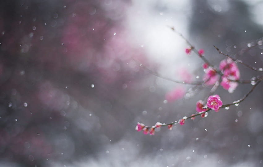 winter, flower, macro, snow, branch, bokeh, drain, February for , section макро HD wallpaper