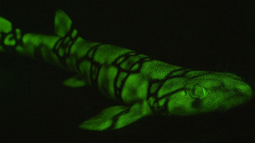 Comment ces requins des fonds marins brillent en vert fluo Fond d'écran HD