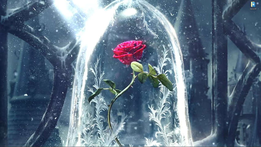 Enchanted Rose Beauty And The Beast Movies Live [ ], Enchanted Library HD wallpaper