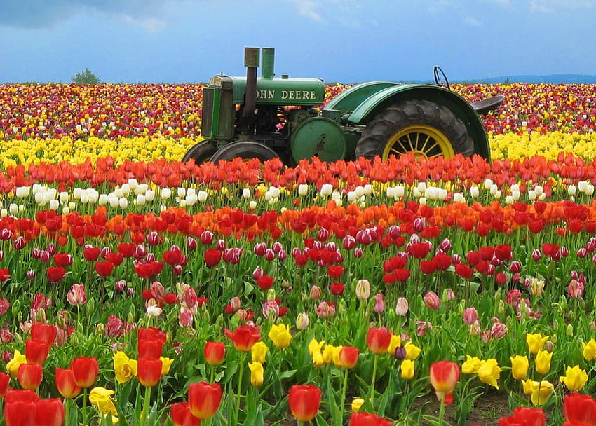 Tulips field, colorful, meadow, beautiful, tulips, spring, summer, carpet, pretty, field, freshness, flowers, lovely HD wallpaper