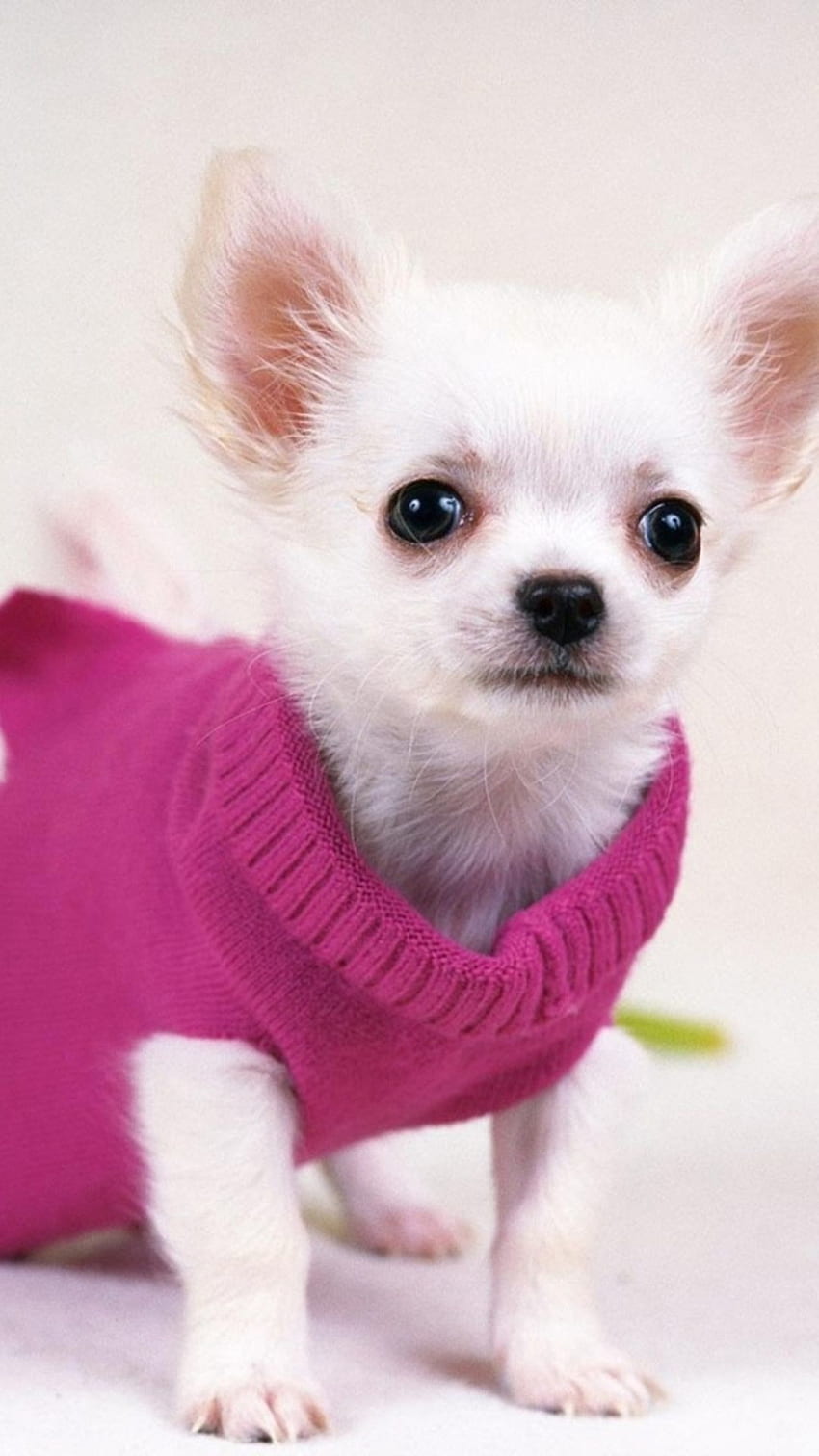 Cute Pretty Dog In Red Sweater iPhone 6 . HD phone wallpaper
