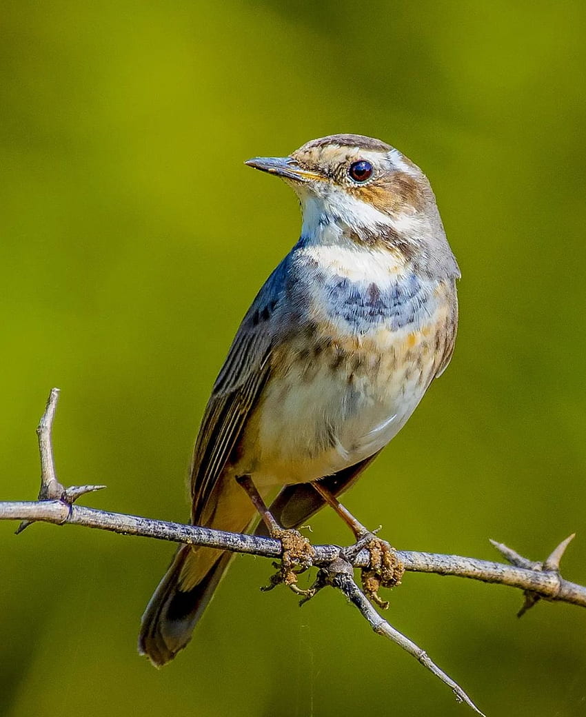 Oiseau, spring, nature, birds, leaf HD phone wallpaper