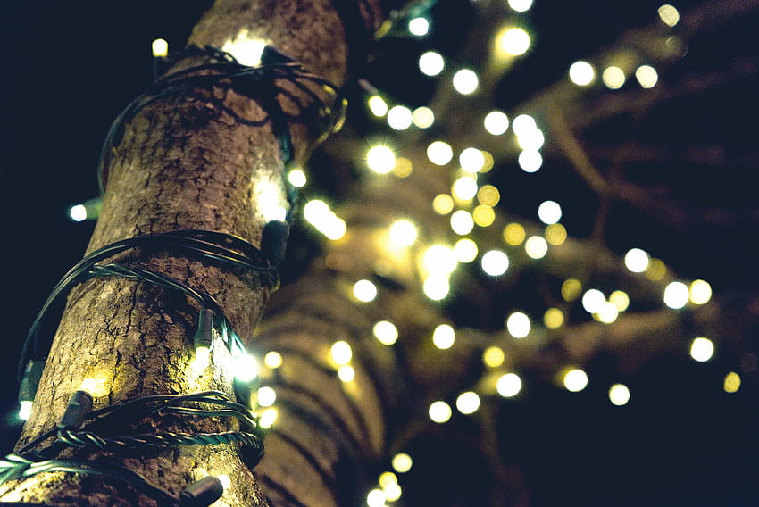 Yellow String Lights on Brown Tree · Stock, Christmas Lights Aesthetic ...