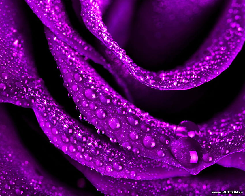 Sparkling Rose, rose, flower HD wallpaper