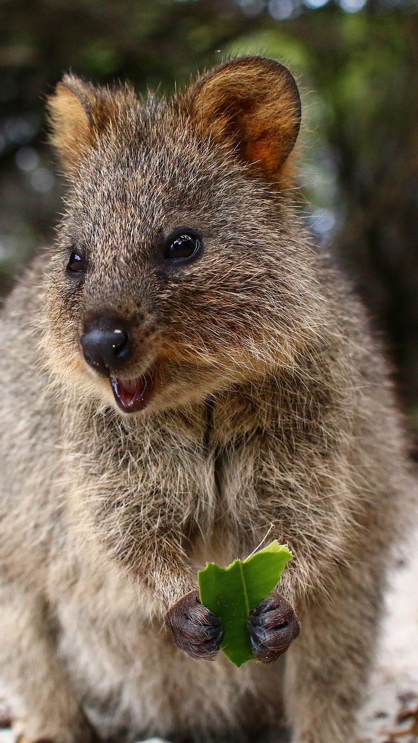 quokka, cute, food, cute animal iphone 8+/7+/6s+/for parallax background HD phone wallpaper