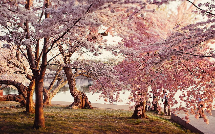 Cerezo japonés árboles de flor de sakura, jardín de flores de cerezo fondo de pantalla