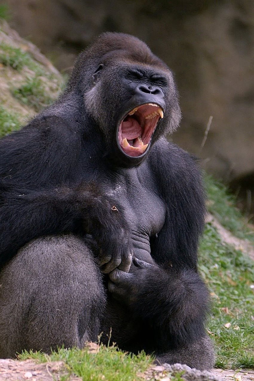 Baby-Gorilla-iPhone HD-Handy-Hintergrundbild