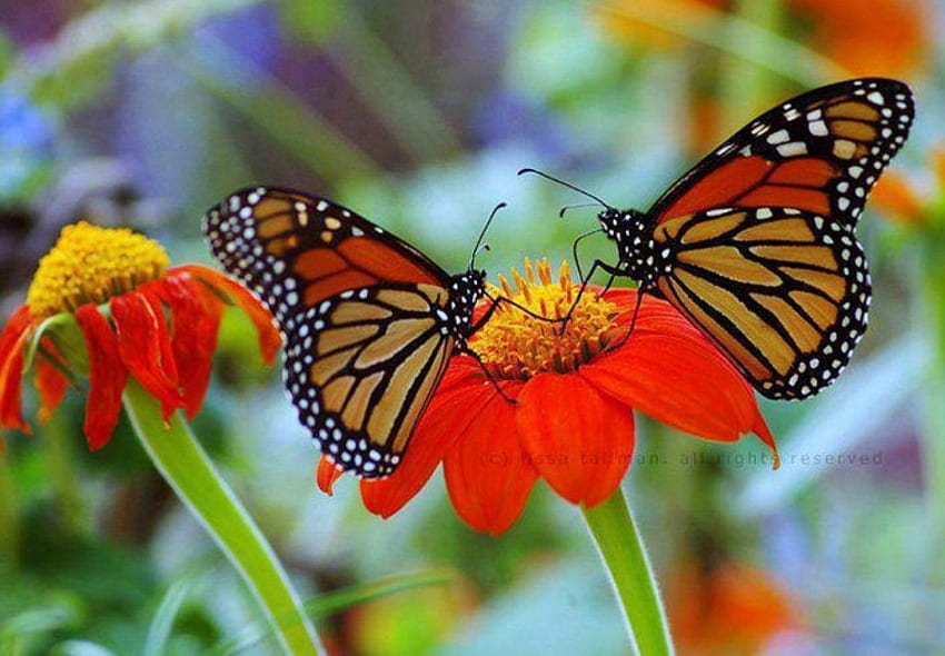 Kupu-kupu di Asters, aster, kupu-kupu, serangga, cantik Wallpaper HD