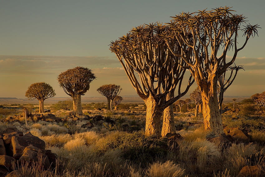 Namibia, África, naturaleza, paisaje, árboles, sabana, arbustos, puesta de sol y móvil, sabana tropical fondo de pantalla