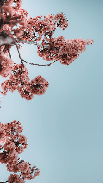 Spring iphone pinterest HD wallpapers | Pxfuel