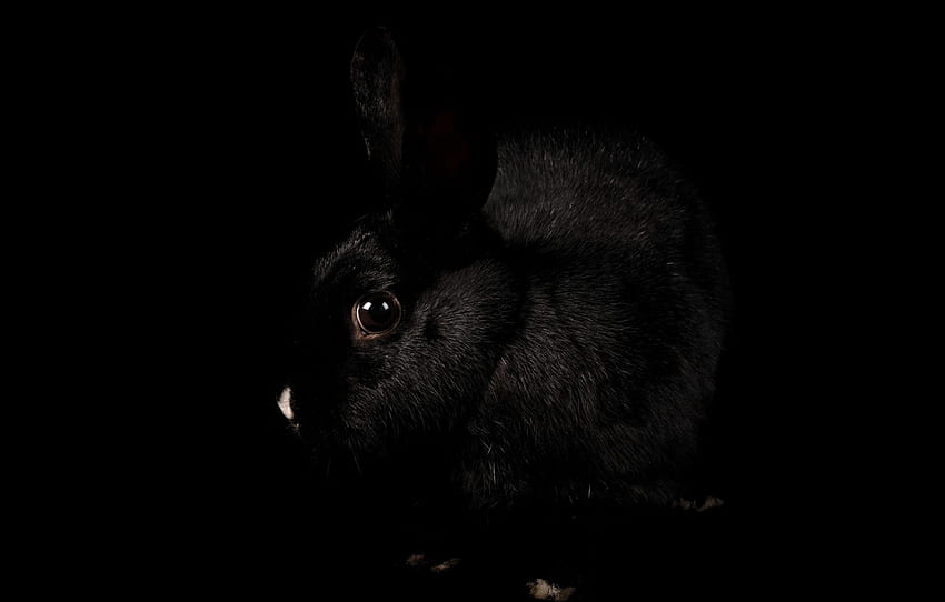 ดวงตา, ​​พื้นหลัง, กระต่ายสำหรับ , ส่วน животные -, กระต่ายดำ วอลล์เปเปอร์ HD