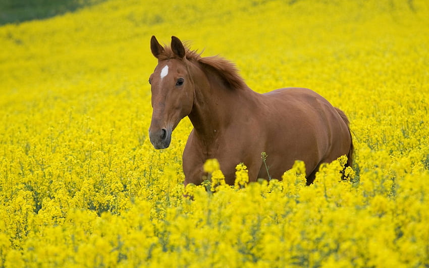 Sarı çiçekleri, caballo'yu, atı, hayvanları, cavalo'yu seviyorum HD duvar kağıdı