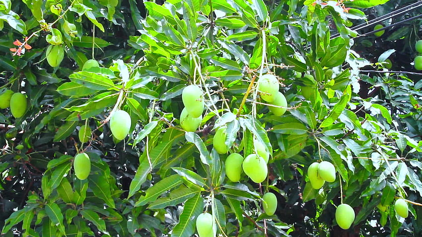 Mango Tree Mango Tree Novo 655 - Mango papel de parede HD