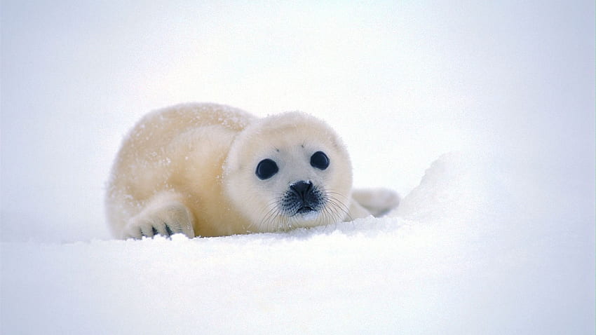 Cute Animal You Need To See Before You Die. Funny baby, Funny Seal HD wallpaper