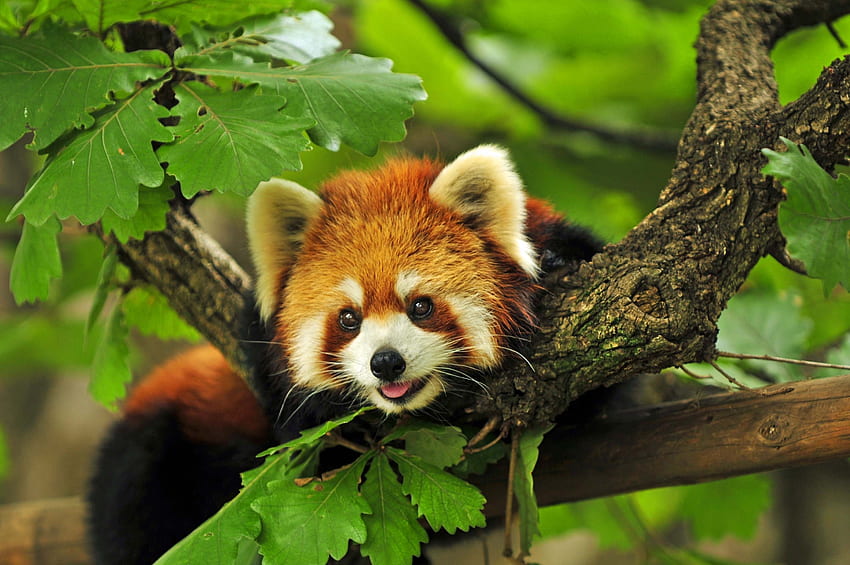 zwierzęta, trawa, liście, gałęzie, czerwona panda Tapeta HD