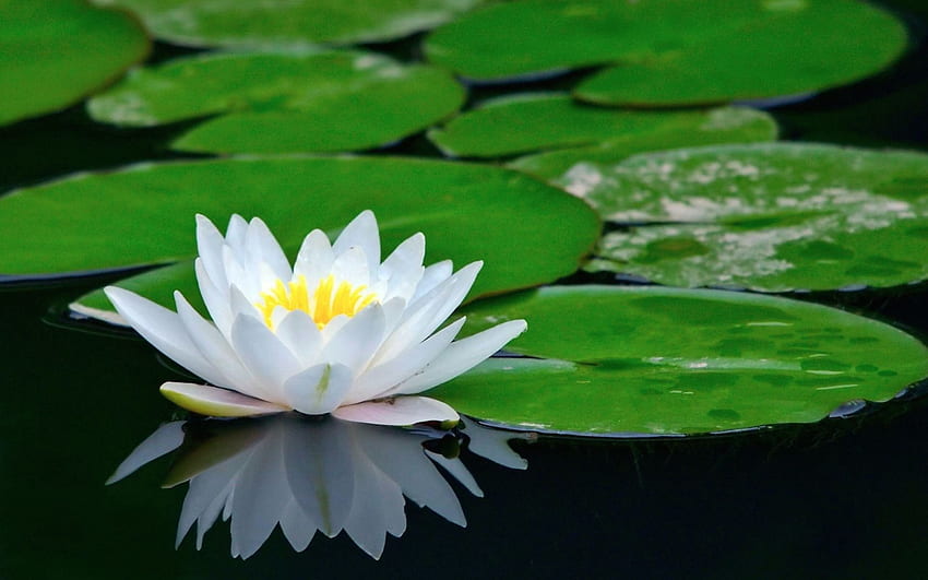 Lily Pad, Water Lily HD wallpaper
