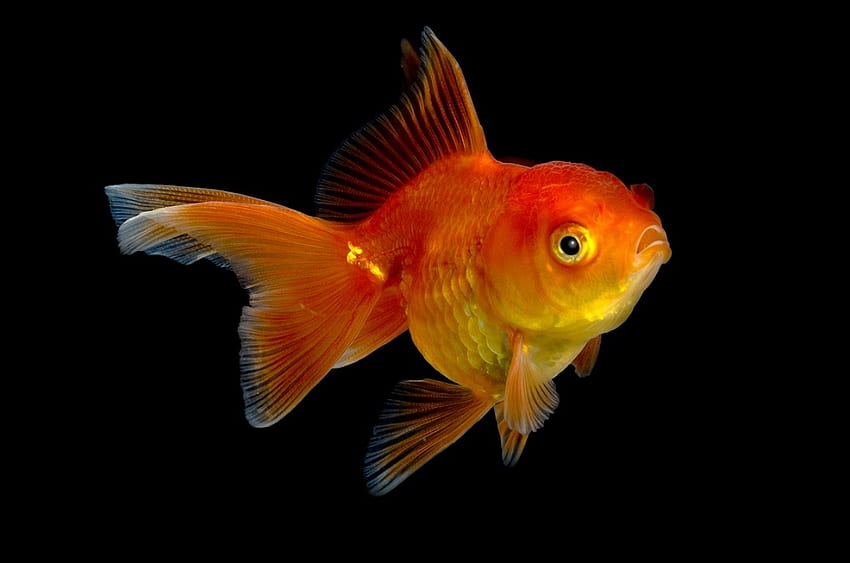 Fish, summer, golden, black, red, orange HD wallpaper