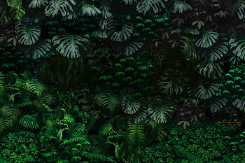Tropical plants HD wallpapers  Pxfuel