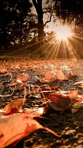 Autumn leaves Wallpaper 4K, Orange Leaf, Sunlight, Closeup
