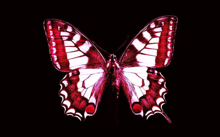 Farfalla Rossa E Bianca, Animali, Bianco, Farfalla, Rosso, Nero Sfondo HD