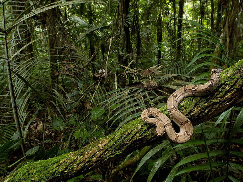 Boa constrictor in the rainforest : HD wallpaper