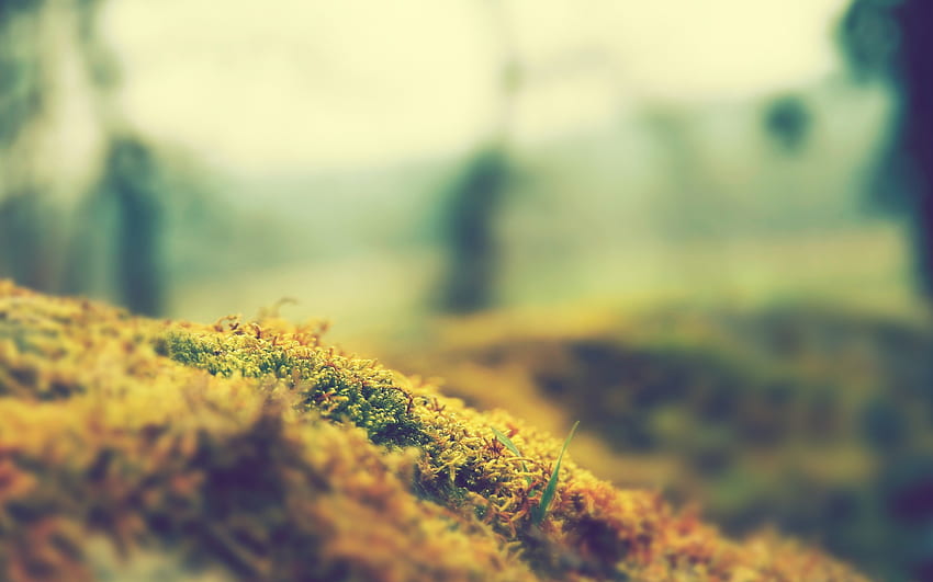 Nature focus moss macro blurred 11578 [] for your , Mobile & Tablet.  Explore Nature Blur . Nature Blur , Blur Background, Nature, Blurred Grass  HD wallpaper | Pxfuel