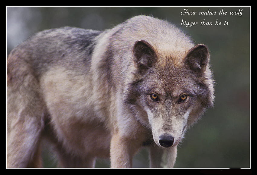 Wolves Fear, wisdom, wolves, wolf, fear HD wallpaper