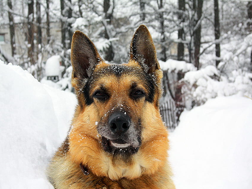 Confidente, invierno, perro, cubierto de nieve, nieve, bosque fondo de pantalla