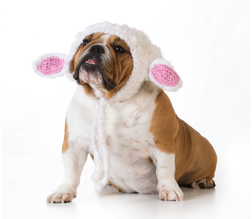 웃긴 개, 개, 동물, 흰색, 토끼, 불독, 핑크, 귀, 이상한, 앞발, 모자, 케인 HD 월페이퍼