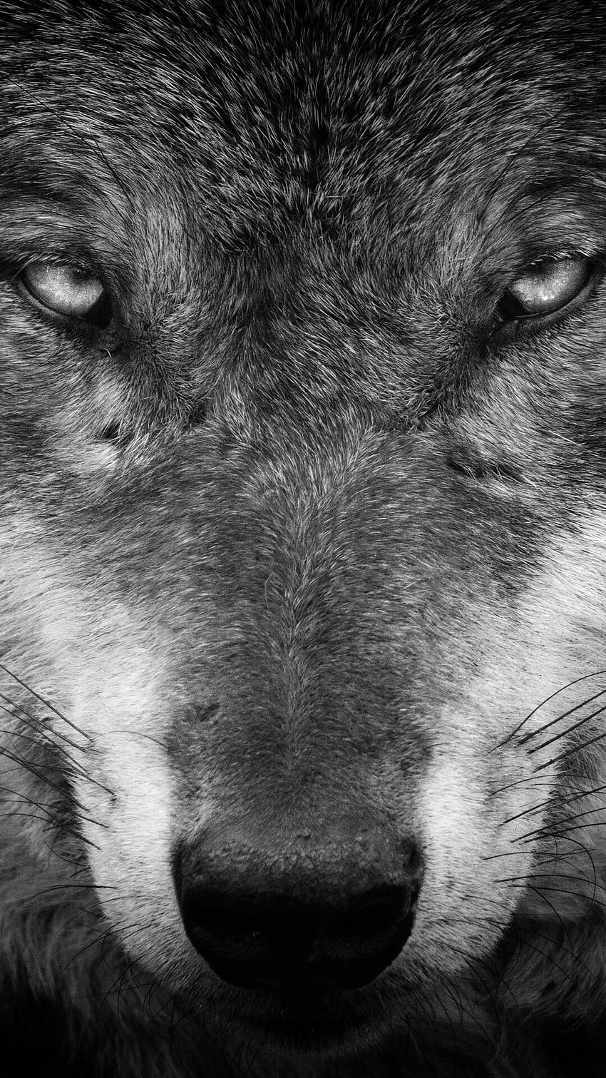 Page 13 | wolf mobile HD wallpapers | Pxfuel