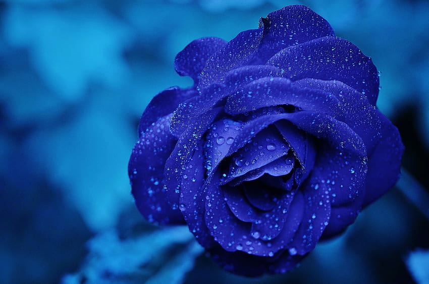 Капки, цвете, макро, пъпка, синя роза HD тапет