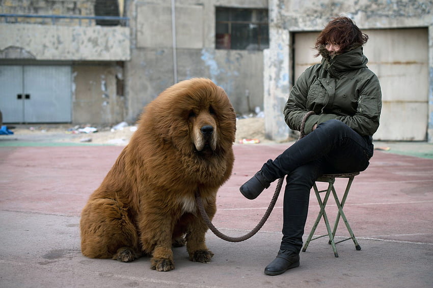 Once Prized Tibetan Mastiffs Are Discarded As Fad Ends In China The New York Times HD wallpaper