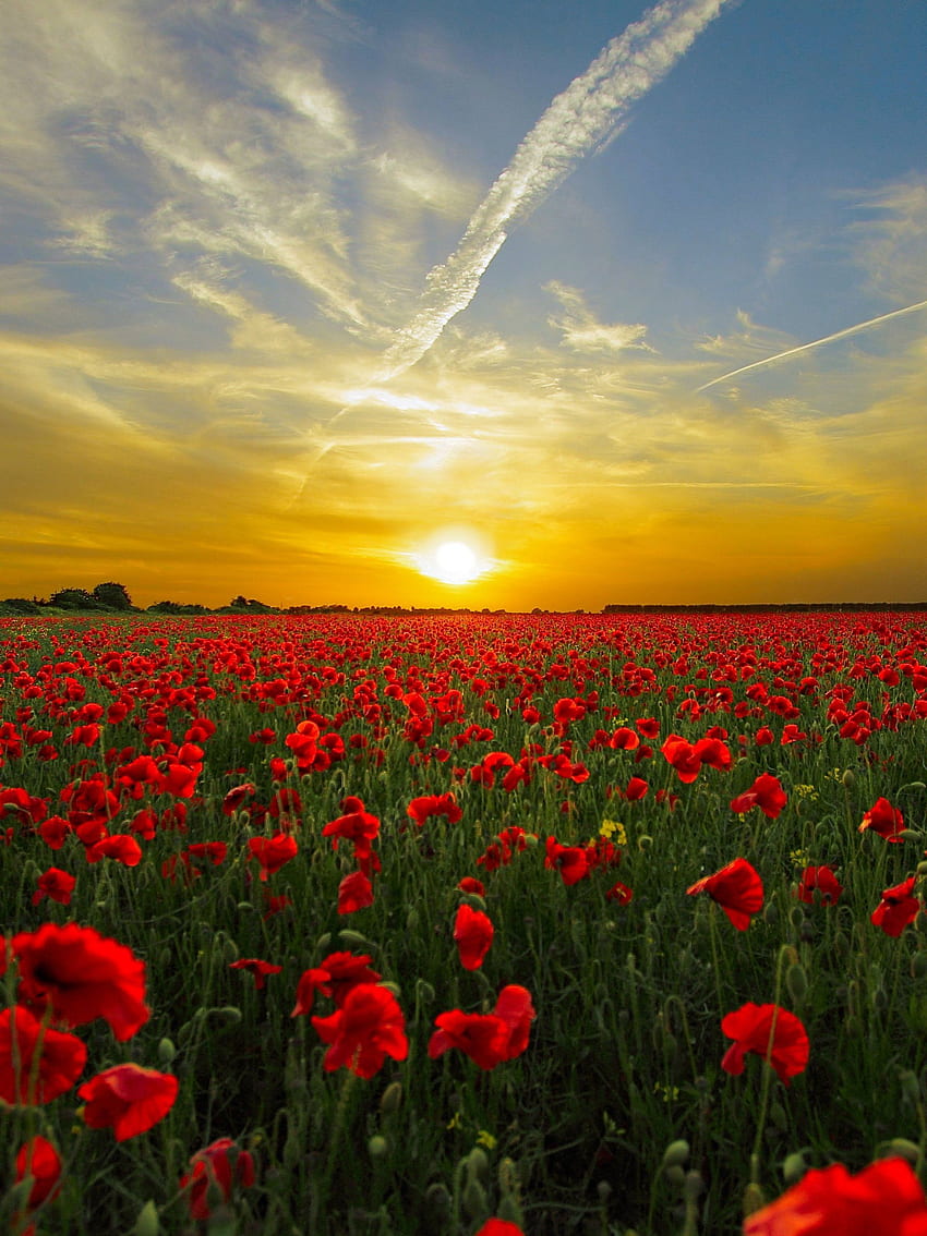 Red Poppy FIeld - iPhone, Android & Background, Nature Portrait HD phone wallpaper
