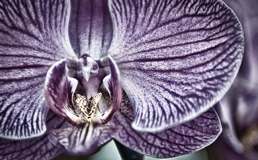 Орхидея, лилаво, кирибане, бяло, кожа, цвете, вени, макро HD тапет