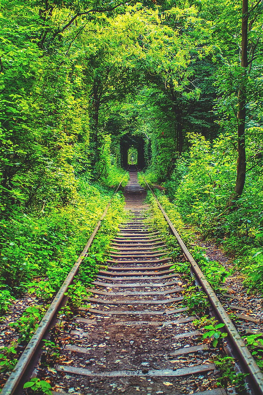 Railway Green Forest Tunnel - Railway Track -, Train Tunnel HD phone wallpaper