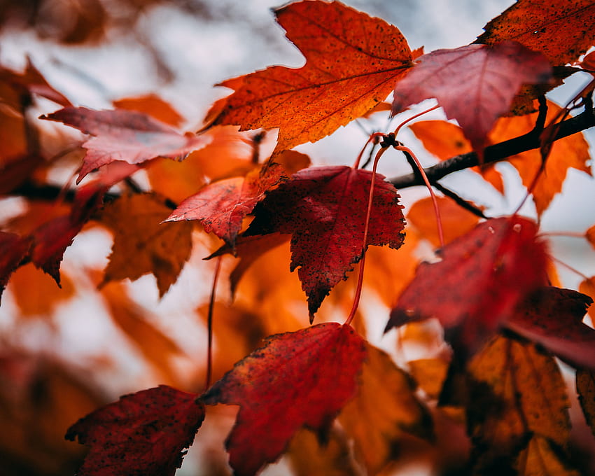 Autumn, Leaves, Macro, Branch, Dry, Maple HD wallpaper