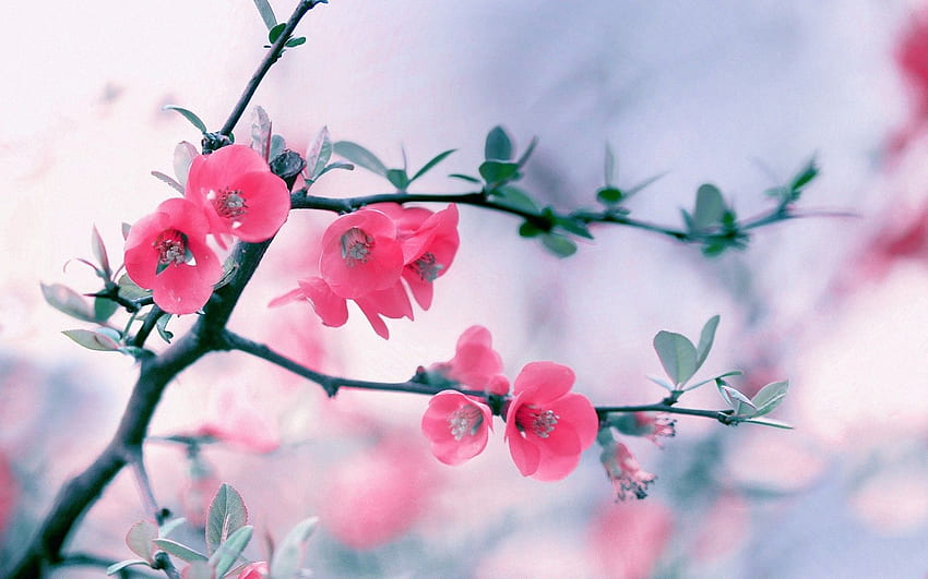 wallpaper for desktop, laptop | ni91-spring-flower-pink-blossom-bokeh-nature