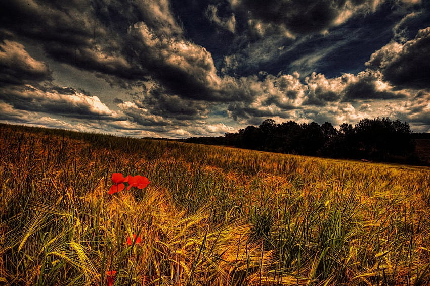 *** Field ***, meadow, nature, flowers, field HD wallpaper