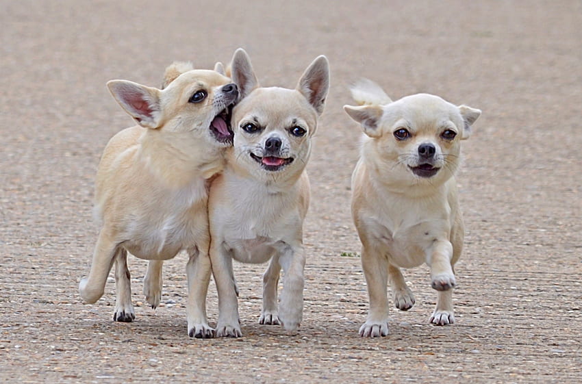 anjing, manis, bayar, anak anjing, imut, cantik, cantik, main-main, main-main Wallpaper HD