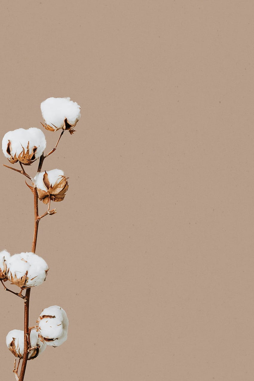 Beige minimal flower background design space, Minimal Floral HD phone wallpaper