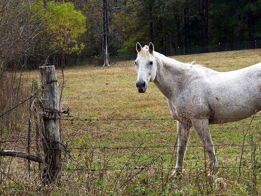 Horse in the country, mane, horses, horse, field, fence, country HD wallpaper