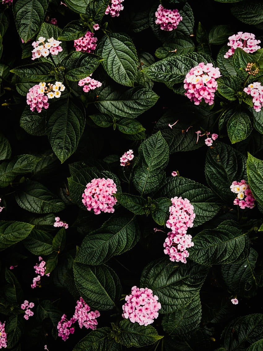 Flowers, Pink, Bush, Plant, Hydrangea HD phone wallpaper