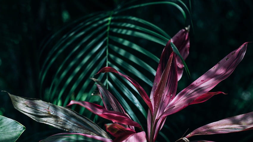 Tropical Leaves, Exotic, Water Drops HD wallpaper
