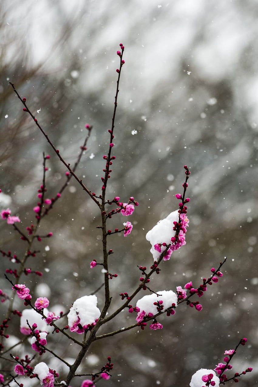 Konpuku Ji In Winter 冬の金福寺. Spring , Snow Iphone, Flower , Early Winter HD phone wallpaper