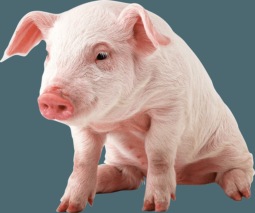 Śliczna świnia PNG Przezroczysta słodka świnia PNG, Kawaii słodkie świnki Tapeta HD