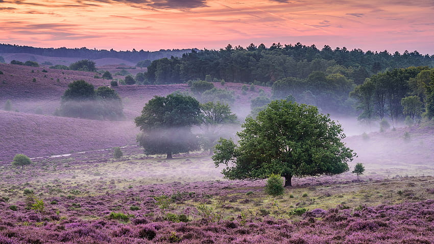 Ladang Bunga Lavender Ungu Pohon Hijau Dengan Kabut Selama Alam Matahari Terbenam Wallpaper HD
