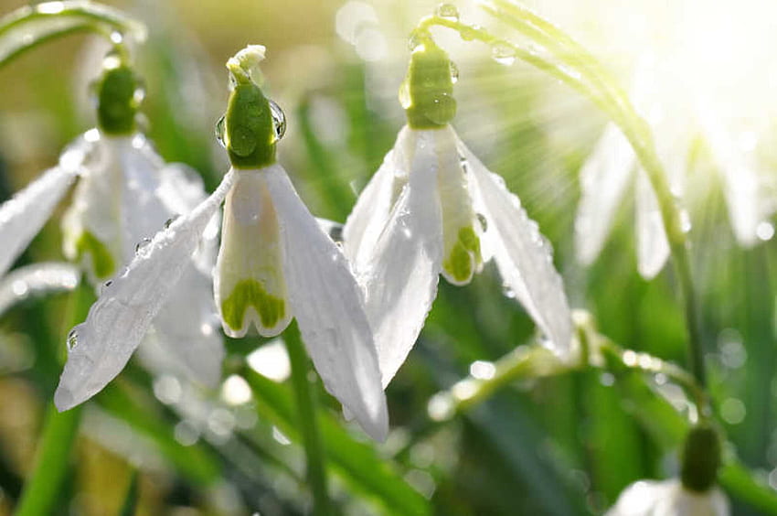 Snowdrop flowers in morning dew, Nature, Snowdrop, Rosée, Gouttes, Eau, Fleurs Fond d'écran HD