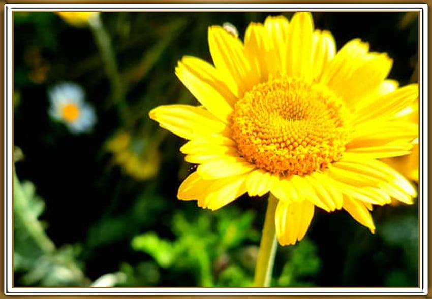 BRIGHT YELLOW FLOWER, FLOWER, PRETTY, NATURE HD wallpaper | Pxfuel